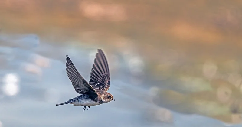 Le management agile en startup : rituels et réalité